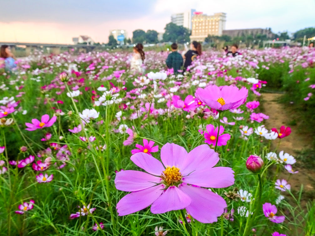 Vườn hoa màu hồng đẹp như cổ tích ở bờ sông Đăk Bla Kon Tum